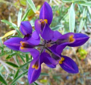 Andean Plant